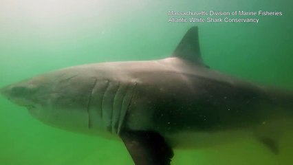 Awesome Underwater Footage of a White Shark Eating a Grey Seal