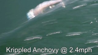 Krippled Anchovy@2 4mph