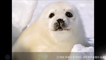 [다시보기] 하프물범의 눈물 -Tears of Harp Seals- etc
