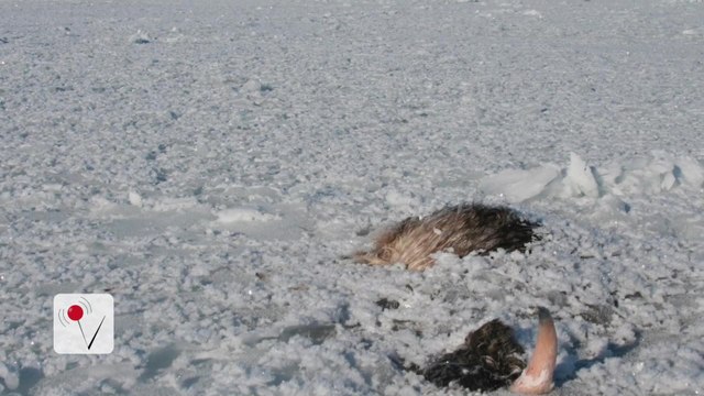 New Study Disproves Longstanding Belief About First Humans in America