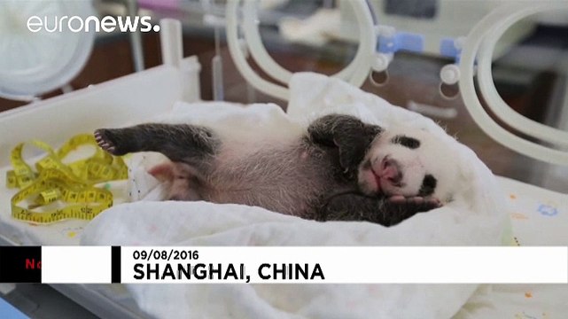 The first panda born in Shanghai turns one month old