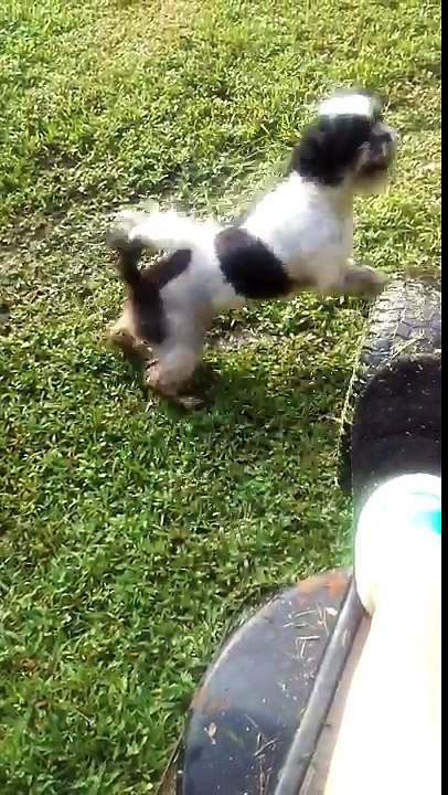 Trying to mow the grass and Izzy is not having none of that