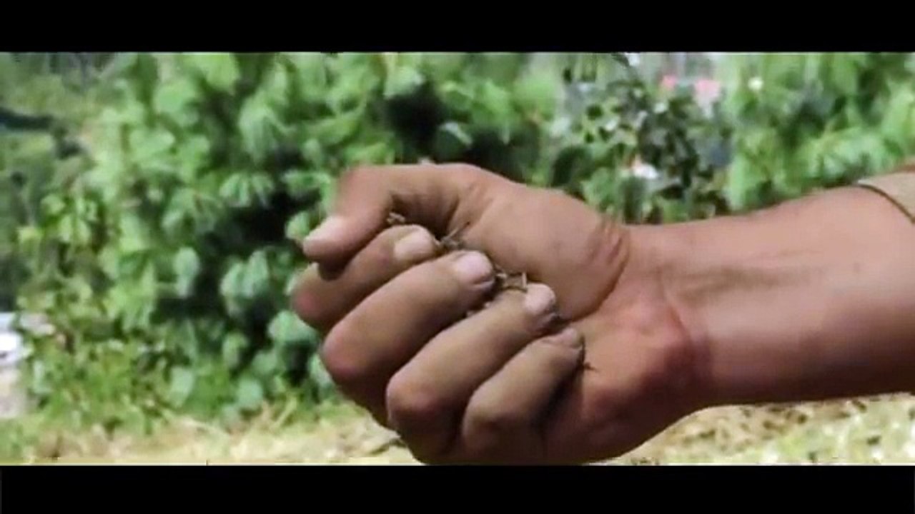 Pakistan Army New Song & Tribute 2016 - dailymotion