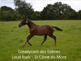 Greadycash des Edènes - Local foals
