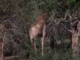 animals drunk eating from Amarula tree