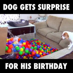 This dog got an awesome surprise for his birthday..