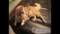 Laserpointer und katze-Nette Katze