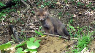 Curious Fox Cubs in An English Country Lane