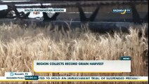 Region collects record grain harvest  - Kazakh TV