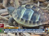 Surveillance camera captures thieves taking baby tortoise