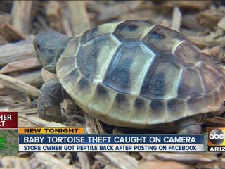 Surveillance camera captures thieves taking baby tortoise
