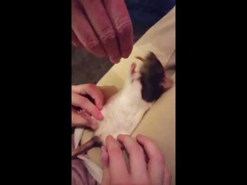 Coco the Rat Loves Worms and Belly Rubs