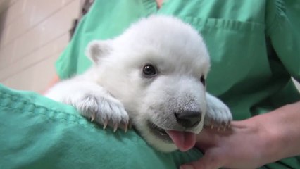 Nora, l'oursonne polaire change de zoo