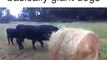 These cows are basically giant dogs