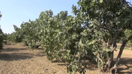 Aydın İnciri Dalından Düşmeye Başladı