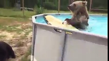 Bear Pool Party