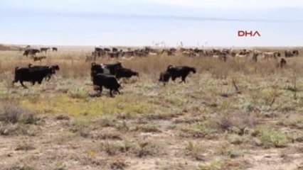 Burdur 3 Üniversiteli Kız Lisinia'da Gönüllü Çoban Oldu