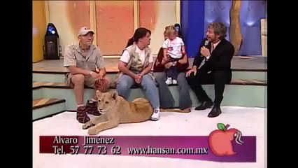 Un lion attaque un bébé en direct à la télé