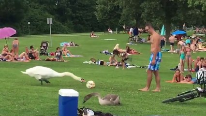 Ce mec joue au foot avec un cygne