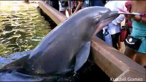 Un dauphin tente de voler l'iPad d'une touriste