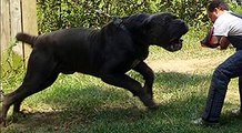 30 BIGGEST DOG 2016 THE GIANT DOGS NOW Dogs that are Growing Fastest Dangerous Dogs