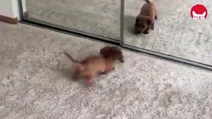 Il cagnolino che abbaia alla sua immagine riflessa