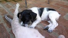 Une chatte nourrit un chiot sans bien se soucier des différences
