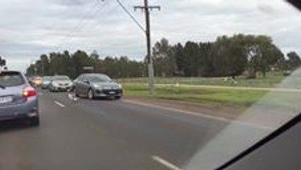 Super-Chilled Geese Stop Traffic in Melbourne Suburbs