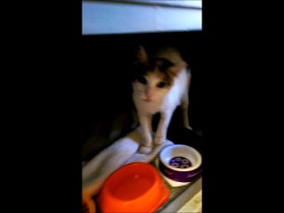 L'accueil de Minette!! 3