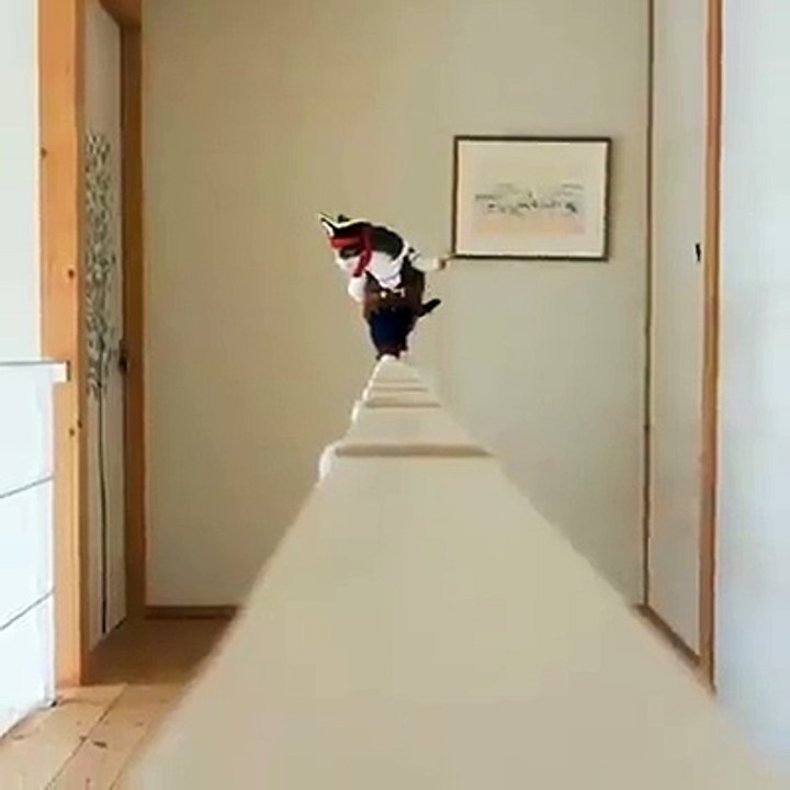 nice cat (paktail video..)