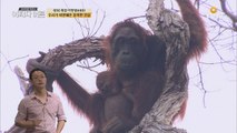 갈 곳이 없어요... 슬픈 우랑우탄의 눈물