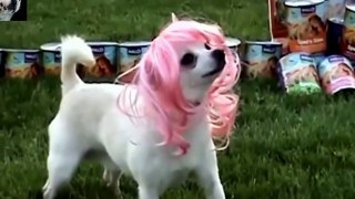 Top Funny Dogs Compilation !! Very Very funny Dogs video