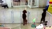 This is what happens every day at the dog sitter's when this dog spots his human!