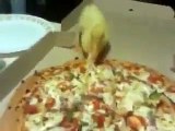 Pizzaları götüren çirkin ördek yavrusu
