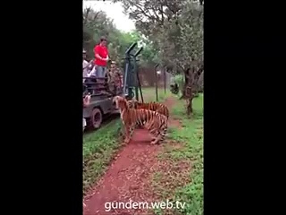 Açlık hayvanı nasıl da 2 metre zıplatıyor