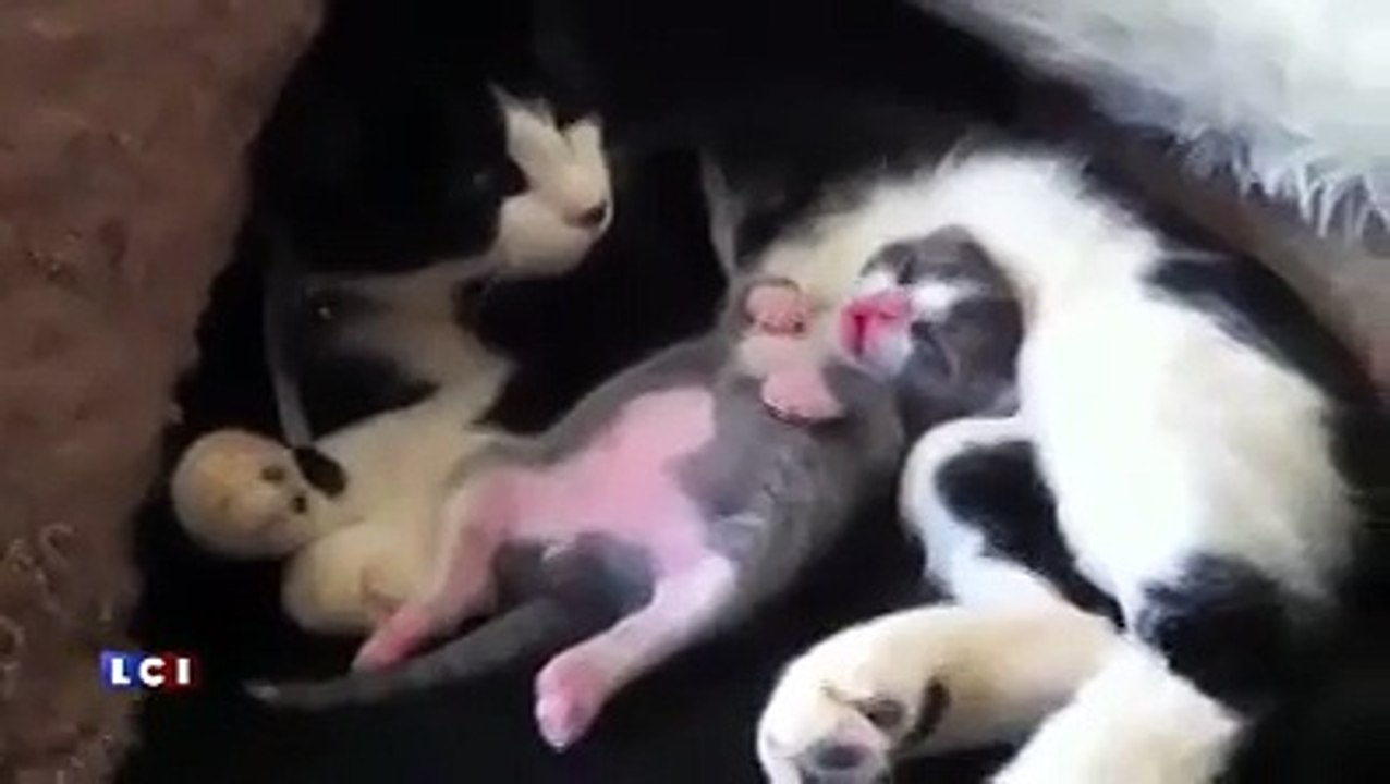 Anen kucağında keyif yapan kedi