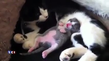 Anen kucağında keyif yapan kedi