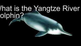 Yangtze River Dolphin / Baiji - Informational video [Edited]