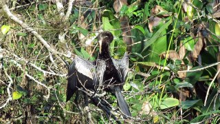 Anhinga (Corkscrew Swamp Sanctuary)