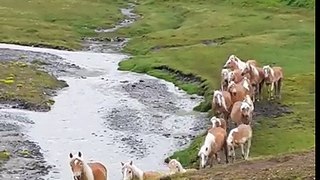 Cavali biondi austria