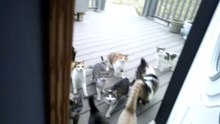Il aura la surprise de sa vie en donnant à manger à un chat errant !