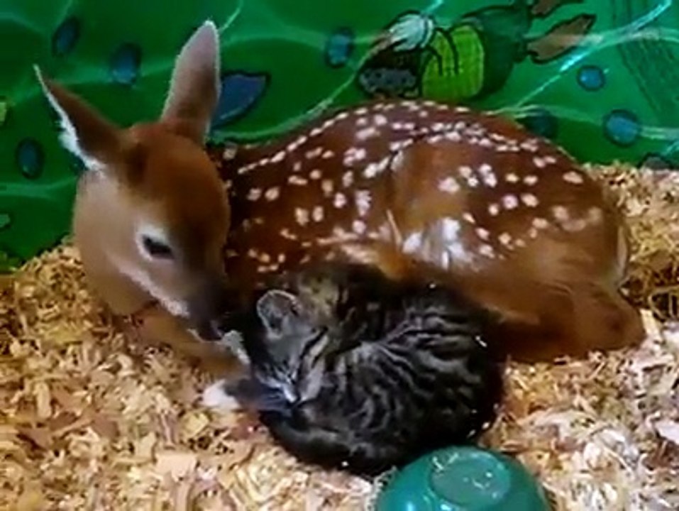 Un cerbiatto che si prende cura di un gattino come fosse il suo piccolo