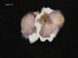 Stargate - episode 200 - extrait 1