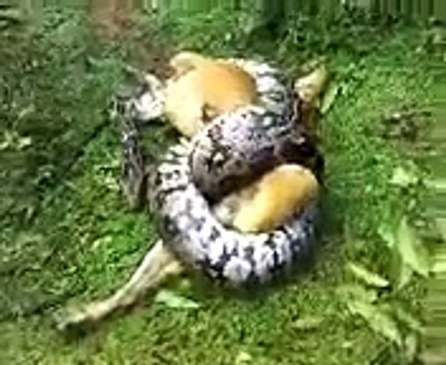 Miracles As Owner Saves Dog.....