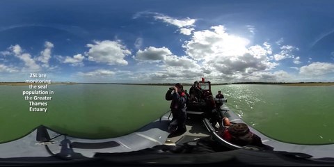 Spotting seals on the Thames - 360° Video
