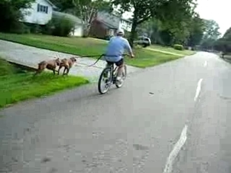 Vizsla Bike Ride 006