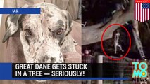 Dog stuck in a tree: Great Dane rescued from tree by Nebraska firefighters - TomoNews