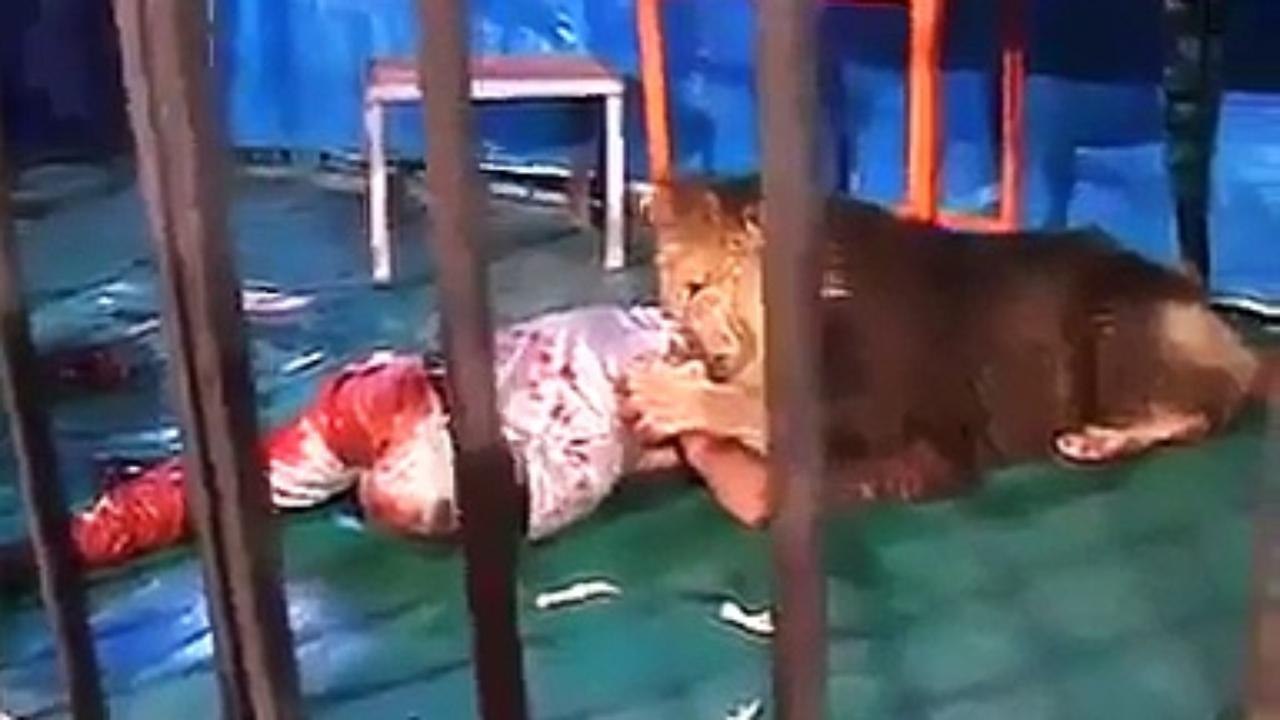 Deadliest Animal Attacks on Human Compilation!