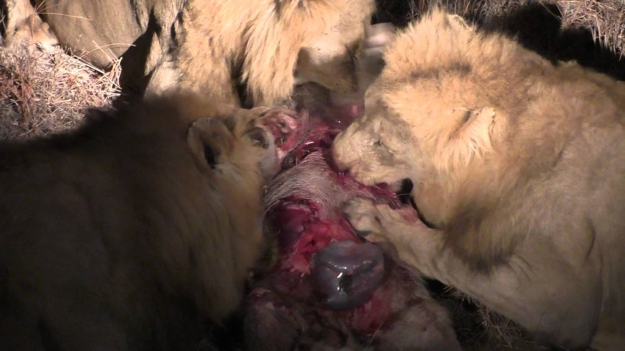 3 Male Lions eating a Warthog Alive