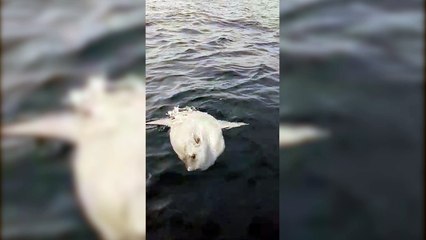 Poisson-lune observé d'un bateau à moins de 200 mètres du bord à Nice !